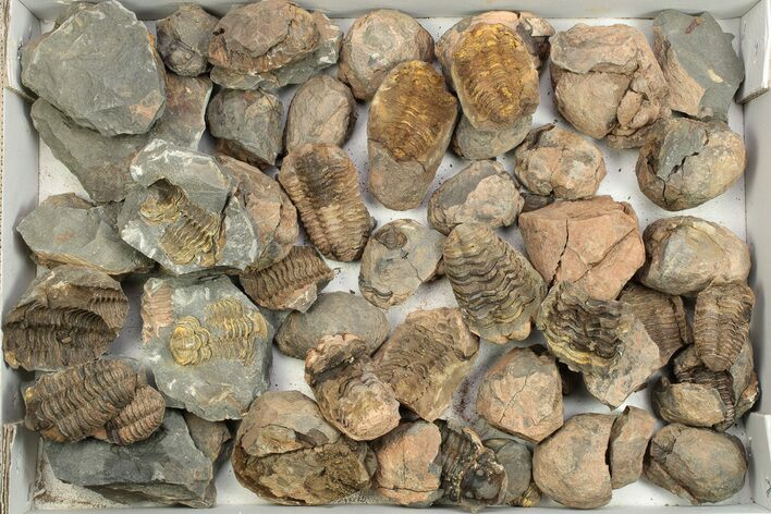 Lot: Fossil Calymene Trilobite Nodules - Pieces #230311